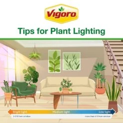 Grower's Choice Aglaonema Chinese Evergreen Indoor Plant In 6 In. White Decor Pot, Avg. Shipping Height 1-2 Ft. 20 Grower's Choice Aglaonema Chinese Evergreen Indoor Plant In 6 In. White Decor Pot, Avg. Shipping Height 1-2 Ft. -Home plant costa farms house plants m agl s wjp 01 fa 1000