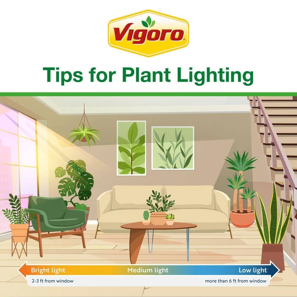 Grower's Choice Aglaonema Chinese Evergreen Indoor Plant In 6 In. White Decor Pot, Avg. Shipping Height 1-2 Ft. 11 Grower's Choice Aglaonema Chinese Evergreen Indoor Plant In 6 In. White Decor Pot, Avg. Shipping Height 1-2 Ft. - Image 9