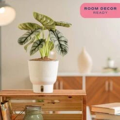 Trending Tropical Alocasia Silver Dragon Indoor Plant In 6 In. Self-Watering Pot -Home plant costa farms house plants m asd s mwg 01 1f 1000