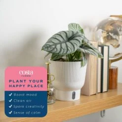 Trending Tropical Alocasia Silver Dragon Indoor Plant In 6 In. Self-Watering Pot -Home plant costa farms house plants m asd s mwg 01 4f 1000