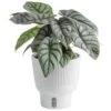 Trending Tropical Alocasia Silver Dragon Indoor Plant In 6 In. Self-Watering Pot -Home plant costa farms house plants m asd s mwg 01 64 1000