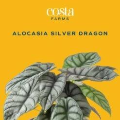 Trending Tropical Alocasia Silver Dragon Indoor Plant In 6 In. Self-Watering Pot -Home plant costa farms house plants m asd s mwg 01 c3 1000