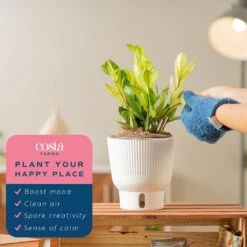 Trending Tropical Chameleon ZZ Indoor Plant In 6 In. Self-Watering Pot 16 Trending Tropical Chameleon ZZ Indoor Plant In 6 In. Self-Watering Pot -Home plant costa farms house plants m czz s mwg 01 44 1000