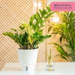 Trending Tropical Chameleon ZZ Indoor Plant In 6 In. Self-Watering Pot 14 Trending Tropical Chameleon ZZ Indoor Plant In 6 In. Self-Watering Pot -Home plant costa farms house plants m czz s mwg 01 4f 1000