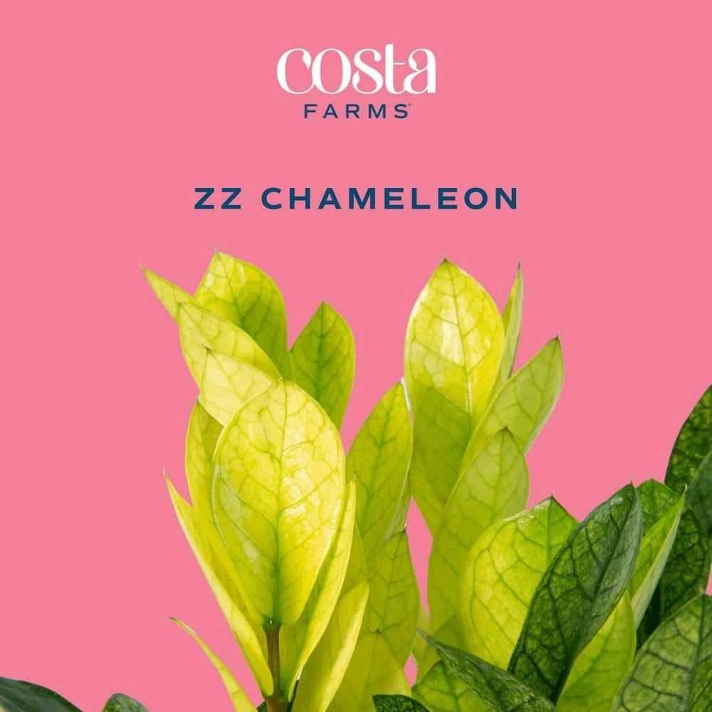 Trending Tropical Chameleon ZZ Indoor Plant In 6 In. Self-Watering Pot 5 Trending Tropical Chameleon ZZ Indoor Plant In 6 In. Self-Watering Pot - Image 3