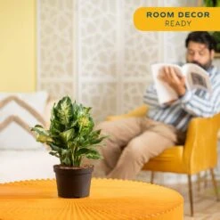 Dieffenbachia Indoor Plant In 6 In. Grower Pot, Avg. Shipping Height 1-2 Ft. Tall -Home plant costa farms house plants m def g pot 01 1f 1000