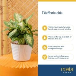 Dieffenbachia Indoor Plant In 6 In. Grower Pot, Avg. Shipping Height 1-2 Ft. Tall -Home plant costa farms house plants m def g pot 01 44 1000