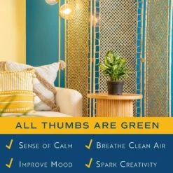 Dieffenbachia Indoor Plant In 6 In. Grower Pot, Avg. Shipping Height 1-2 Ft. Tall -Home plant costa farms house plants m def g pot 01 4f 1000