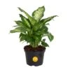 Dieffenbachia Indoor Plant In 6 In. Grower Pot, Avg. Shipping Height 1-2 Ft. Tall 1 Dieffenbachia Indoor Plant In 6 In. Grower Pot, Avg. Shipping Height 1-2 Ft. Tall -Home plant costa farms house plants m def g pot 01 64 1000