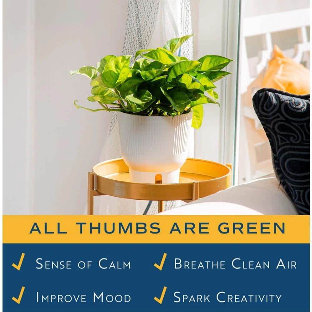 Trending Tropical Global Green Indoor Plant In 6 In. Self-Watering Pot 6 Trending Tropical Global Green Indoor Plant In 6 In. Self-Watering Pot - Image 4