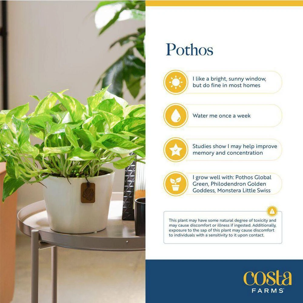 Trending Tropical Global Green Indoor Plant In 6 In. Self-Watering Pot 9 Trending Tropical Global Green Indoor Plant In 6 In. Self-Watering Pot - Image 7