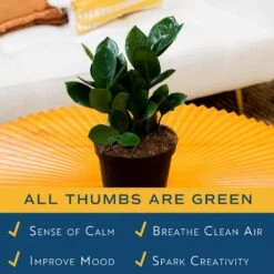 Zamioculas Zamiifolia Indoor ZZ Plant In 6 In. Grower Pot, Avg. Shipping Height 10 In. Tall -Home plant costa farms house plants m gzz g pot 01 76 1000