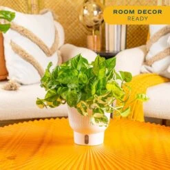 Trending Tropical Lemon Meringue Pothos Indoor Plant In 6 In. Self-Watering Planter,Average Shipping Height 1-2 Ft. Tall 13 Trending Tropical Lemon Meringue Pothos Indoor Plant In 6 In. Self-Watering Planter,Average Shipping Height 1-2 Ft. Tall -Home plant costa farms house plants m lme s mwg 01 1f 1000