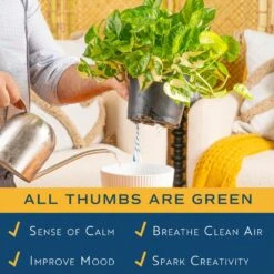 Trending Tropical Lemon Meringue Pothos Indoor Plant In 6 In. Self-Watering Planter,Average Shipping Height 1-2 Ft. Tall 12 Trending Tropical Lemon Meringue Pothos Indoor Plant In 6 In. Self-Watering Planter,Average Shipping Height 1-2 Ft. Tall -Home plant costa farms house plants m lme s mwg 01 4f 1000