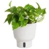 Trending Tropical Lemon Meringue Pothos Indoor Plant In 6 In. Self-Watering Planter,Average Shipping Height 1-2 Ft. Tall 1 Trending Tropical Lemon Meringue Pothos Indoor Plant In 6 In. Self-Watering Planter,Average Shipping Height 1-2 Ft. Tall -Home plant costa farms house plants m lme s mwg 01 64 1000