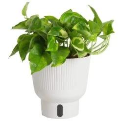 Trending Tropical Lemon Meringue Pothos Indoor Plant In 6 In. Self-Watering Planter,Average Shipping Height 1-2 Ft. Tall