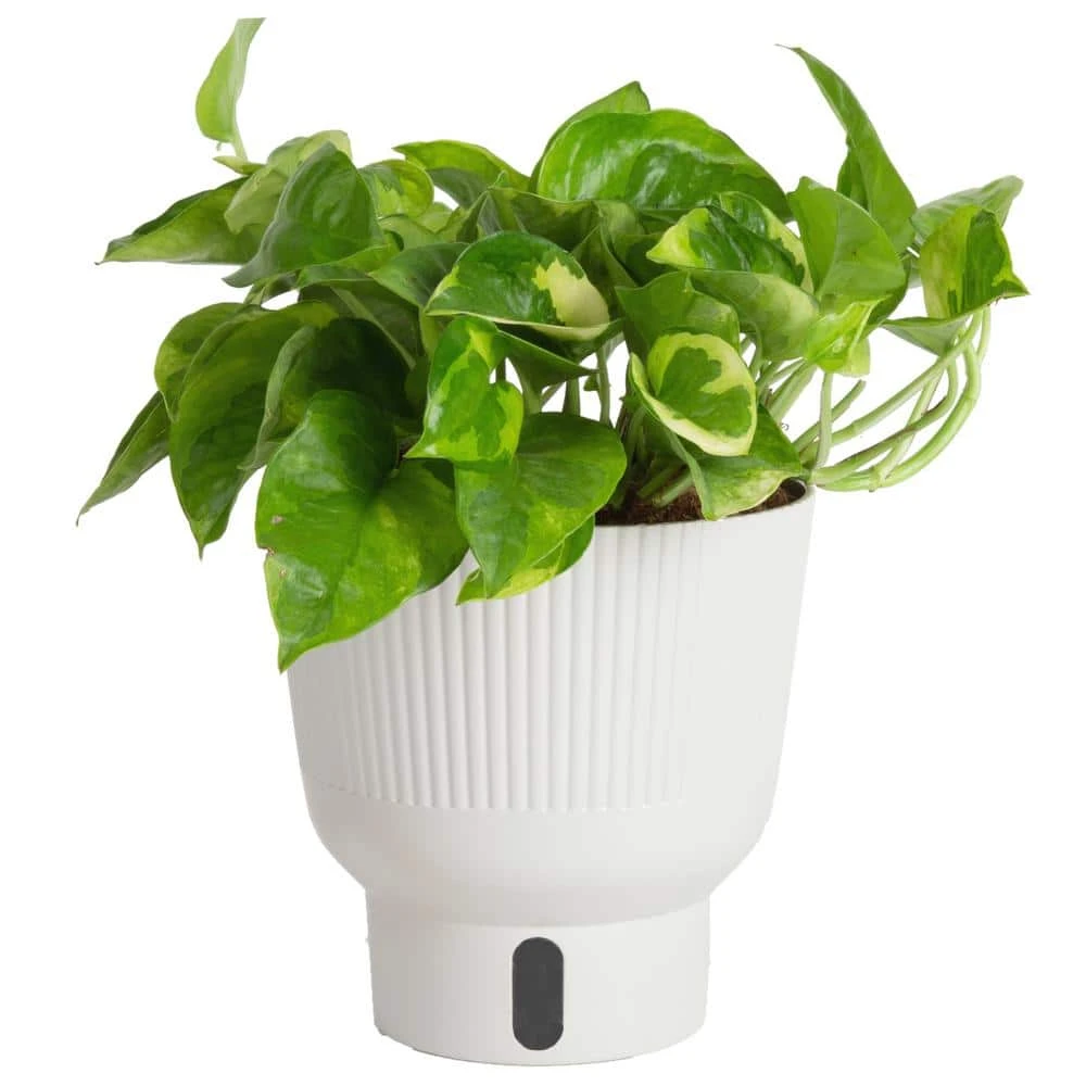 Trending Tropical Lemon Meringue Pothos Indoor Plant In 6 In. Self-Watering Planter,Average Shipping Height 1-2 Ft. Tall 3 Trending Tropical Lemon Meringue Pothos Indoor Plant In 6 In. Self-Watering Planter,Average Shipping Height 1-2 Ft. Tall