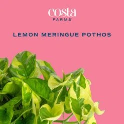 Trending Tropical Lemon Meringue Pothos Indoor Plant In 6 In. Self-Watering Planter,Average Shipping Height 1-2 Ft. Tall 11 Trending Tropical Lemon Meringue Pothos Indoor Plant In 6 In. Self-Watering Planter,Average Shipping Height 1-2 Ft. Tall -Home plant costa farms house plants m lme s mwg 01 c3 1000