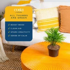 Neanthebella Indoor Palm In 6 In. Grower Pot, Avg. Shipping Height 1-2 Ft. Tall 13 Neanthebella Indoor Palm In 6 In. Grower Pot, Avg. Shipping Height 1-2 Ft. Tall -Home plant costa farms house plants m nea g pot 01 1f 1000