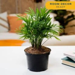 Neanthebella Indoor Palm In 6 In. Grower Pot, Avg. Shipping Height 1-2 Ft. Tall 14 Neanthebella Indoor Palm In 6 In. Grower Pot, Avg. Shipping Height 1-2 Ft. Tall -Home plant costa farms house plants m nea g pot 01 44 1000