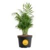 Neanthebella Indoor Palm In 6 In. Grower Pot, Avg. Shipping Height 1-2 Ft. Tall 1 Neanthebella Indoor Palm In 6 In. Grower Pot, Avg. Shipping Height 1-2 Ft. Tall -Home plant costa farms house plants m nea g pot 01 64 1000