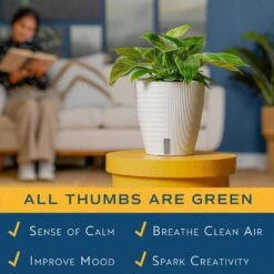 Philodendron Birkin Indoor Plant In 6 In. Self-Watering Decor Pot, Average Shipping Height 1-2 Ft. Tall 15 Philodendron Birkin Indoor Plant In 6 In. Self-Watering Decor Pot, Average Shipping Height 1-2 Ft. Tall -Home plant costa farms house plants m pbv s lwg 01 1f 1000