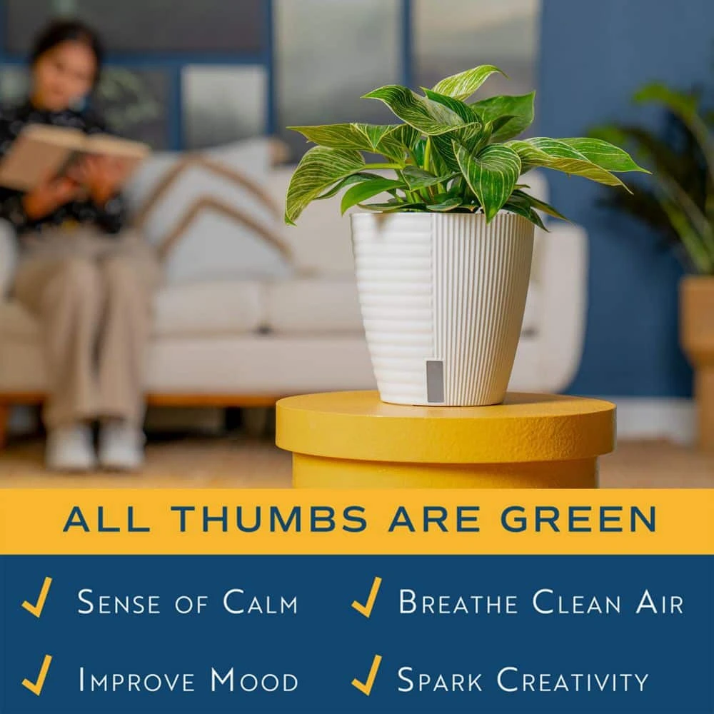 Philodendron Birkin Indoor Plant In 6 In. Self-Watering Decor Pot, Average Shipping Height 1-2 Ft. Tall 7 Philodendron Birkin Indoor Plant In 6 In. Self-Watering Decor Pot, Average Shipping Height 1-2 Ft. Tall - Image 5