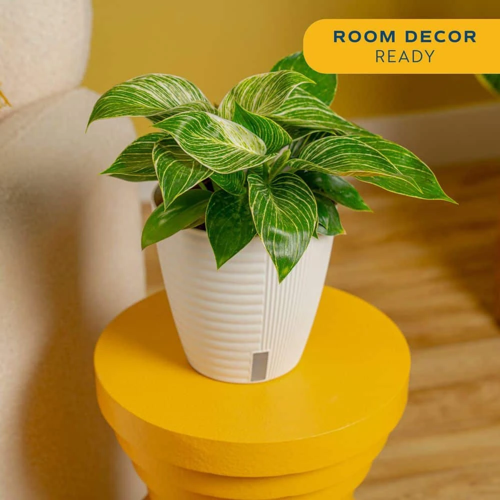 Philodendron Birkin Indoor Plant In 6 In. Self-Watering Decor Pot, Average Shipping Height 1-2 Ft. Tall 6 Philodendron Birkin Indoor Plant In 6 In. Self-Watering Decor Pot, Average Shipping Height 1-2 Ft. Tall - Image 4