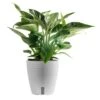 Philodendron Birkin Indoor Plant In 6 In. Self-Watering Decor Pot, Average Shipping Height 1-2 Ft. Tall 2 Philodendron Birkin Indoor Plant In 6 In. Self-Watering Decor Pot, Average Shipping Height 1-2 Ft. Tall -Home plant costa farms house plants m pbv s lwg 01 64 1000