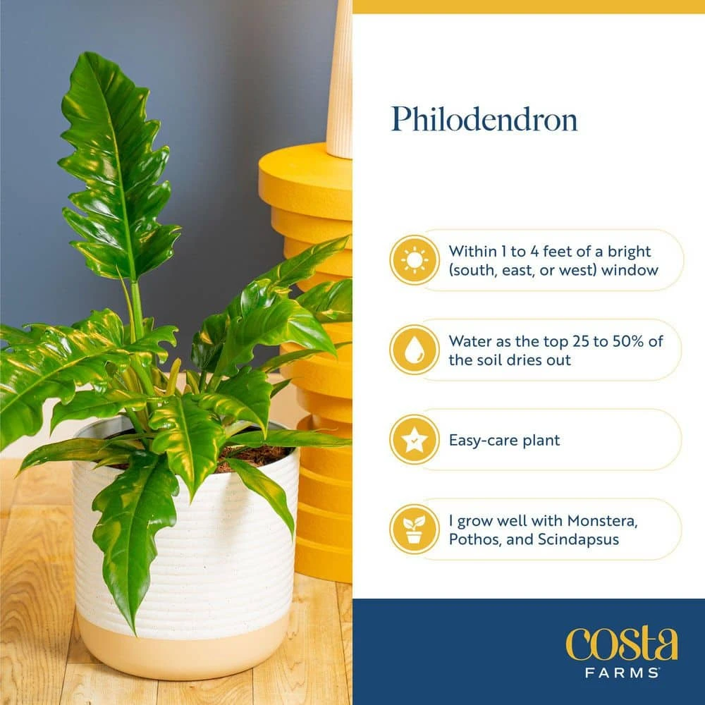 Philodendron Birkin Indoor Plant In 6 In. Self-Watering Decor Pot, Average Shipping Height 1-2 Ft. Tall 4 Philodendron Birkin Indoor Plant In 6 In. Self-Watering Decor Pot, Average Shipping Height 1-2 Ft. Tall - Image 2