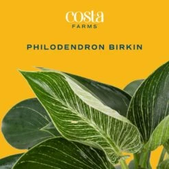 Philodendron Birkin Indoor Plant In 6 In. Self-Watering Decor Pot, Average Shipping Height 1-2 Ft. Tall 13 Philodendron Birkin Indoor Plant In 6 In. Self-Watering Decor Pot, Average Shipping Height 1-2 Ft. Tall -Home plant costa farms house plants m pbv s lwg 01 c3 1000