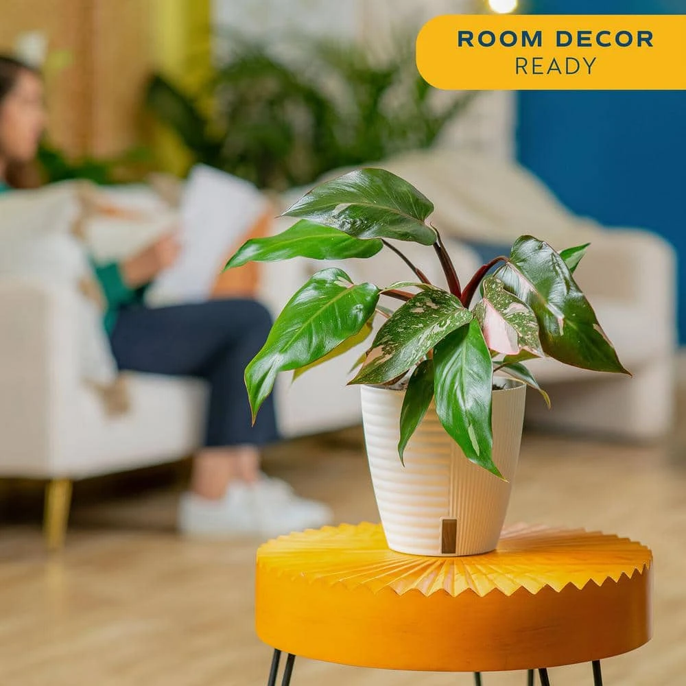 Pink Princess Philodendron Indoor Plant In 6 In. Self-Watering Planter, Average Shipping Height 1-2 Ft. Tall 5 Pink Princess Philodendron Indoor Plant In 6 In. Self-Watering Planter, Average Shipping Height 1-2 Ft. Tall - Image 3