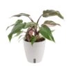 Pink Princess Philodendron Indoor Plant In 6 In. Self-Watering Planter, Average Shipping Height 1-2 Ft. Tall 2 Pink Princess Philodendron Indoor Plant In 6 In. Self-Watering Planter, Average Shipping Height 1-2 Ft. Tall -Home plant costa farms house plants m ppp p wht 01 64 1000