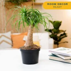 Ponytail Indoor Palm In 6 In. Grower Pot, Avg. Shipping Height 1-2 Ft. Tall 17 Ponytail Indoor Palm In 6 In. Grower Pot, Avg. Shipping Height 1-2 Ft. Tall -Home plant costa farms house plants m ptp g pot 01 31 1000