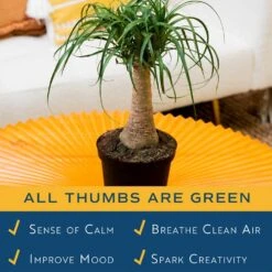 Ponytail Indoor Palm In 6 In. Grower Pot, Avg. Shipping Height 1-2 Ft. Tall 14 Ponytail Indoor Palm In 6 In. Grower Pot, Avg. Shipping Height 1-2 Ft. Tall -Home plant costa farms house plants m ptp g pot 01 44 1000