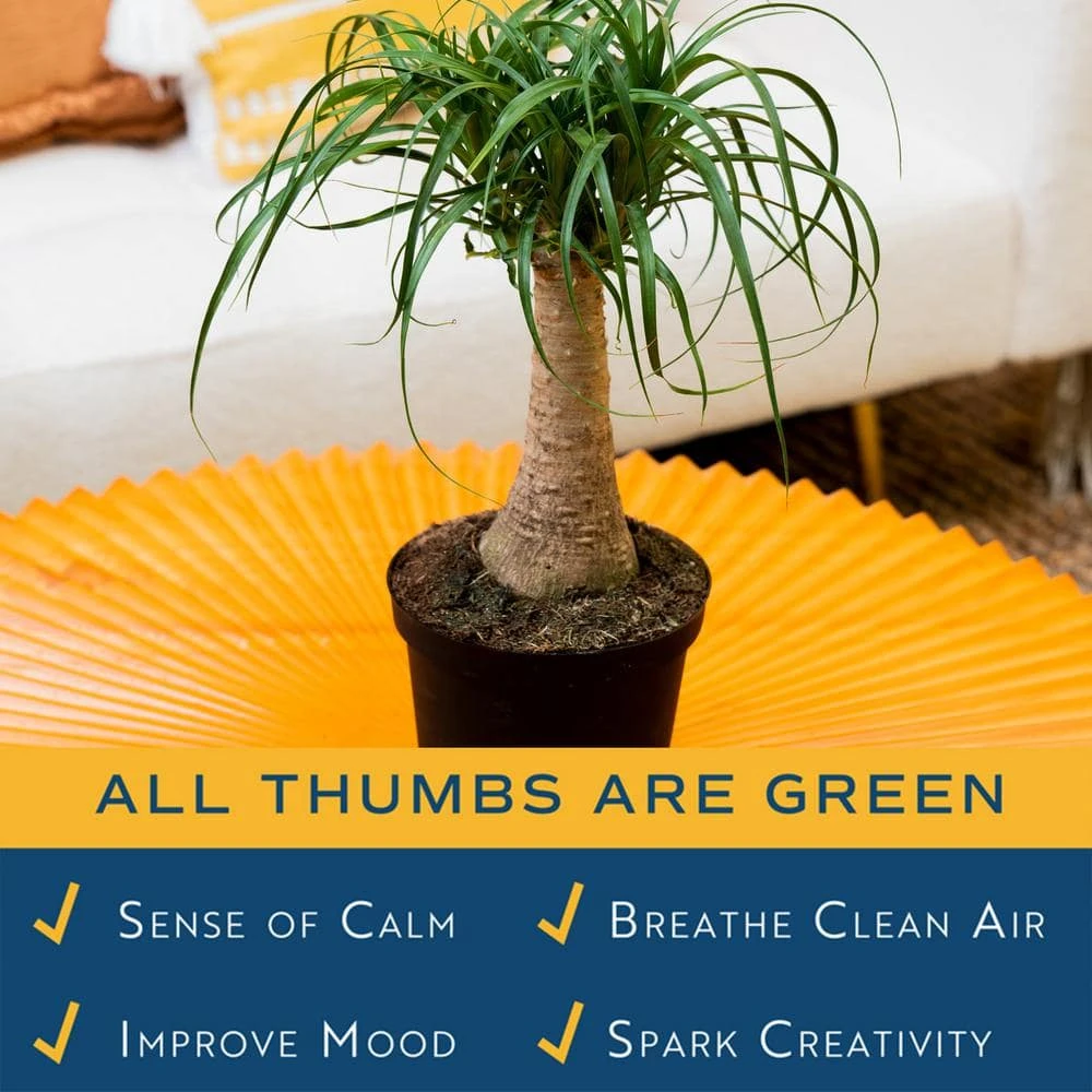 Ponytail Indoor Palm In 6 In. Grower Pot, Avg. Shipping Height 1-2 Ft. Tall 7 Ponytail Indoor Palm In 6 In. Grower Pot, Avg. Shipping Height 1-2 Ft. Tall - Image 5