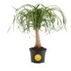 Ponytail Indoor Palm In 6 In. Grower Pot, Avg. Shipping Height 1-2 Ft. Tall -Home plant costa farms house plants m ptp g pot 01 64 1000