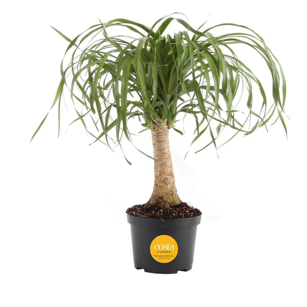 Ponytail Indoor Palm In 6 In. Grower Pot, Avg. Shipping Height 1-2 Ft. Tall 3 Ponytail Indoor Palm In 6 In. Grower Pot, Avg. Shipping Height 1-2 Ft. Tall