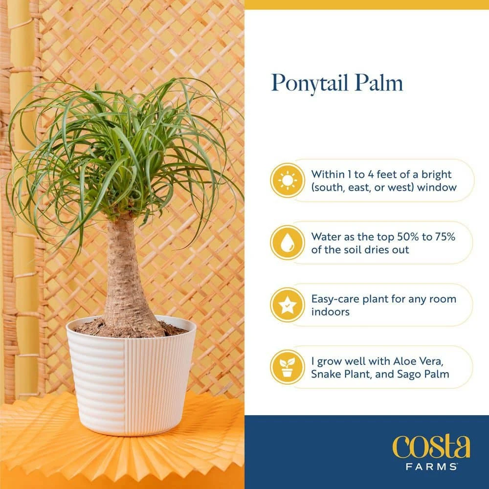 Ponytail Indoor Palm In 6 In. Grower Pot, Avg. Shipping Height 1-2 Ft. Tall 8 Ponytail Indoor Palm In 6 In. Grower Pot, Avg. Shipping Height 1-2 Ft. Tall - Image 6