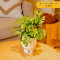 Trending Tropical Rhaphidophora Tetrasperma Mini Monstera Indoor Plant In 6 In. Self-Watering Pot 12 Trending Tropical Rhaphidophora Tetrasperma Mini Monstera Indoor Plant In 6 In. Self-Watering Pot -Home plant costa farms house plants m rtm s mwg 01 1f 1000