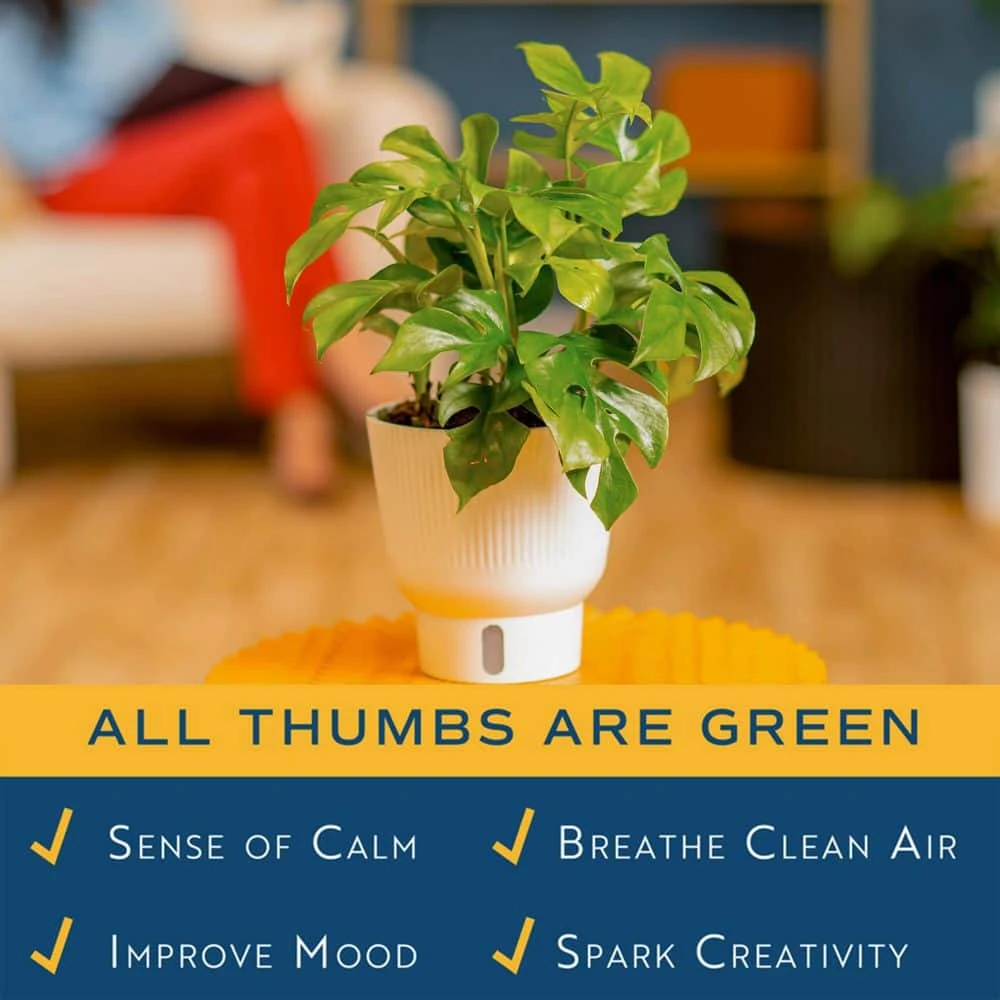 Trending Tropical Rhaphidophora Tetrasperma Mini Monstera Indoor Plant In 6 In. Self-Watering Pot 5 Trending Tropical Rhaphidophora Tetrasperma Mini Monstera Indoor Plant In 6 In. Self-Watering Pot - Image 3