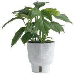 Trending Tropical Rhaphidophora Tetrasperma Mini Monstera Indoor Plant In 6 In. Self-Watering Pot