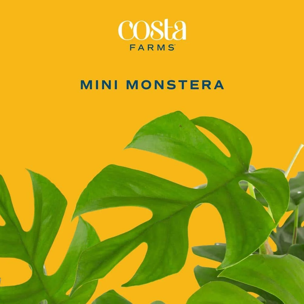 Trending Tropical Rhaphidophora Tetrasperma Mini Monstera Indoor Plant In 6 In. Self-Watering Pot 4 Trending Tropical Rhaphidophora Tetrasperma Mini Monstera Indoor Plant In 6 In. Self-Watering Pot - Image 2