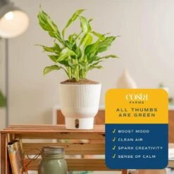 Trending Tropical Spathonema Aglaonema Indoor Plant In 6 In. Self-Watering Pot 12 Trending Tropical Spathonema Aglaonema Indoor Plant In 6 In. Self-Watering Pot -Home plant costa farms house plants m saa s mwg 01 1f 1000