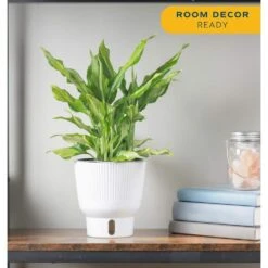 Trending Tropical Spathonema Aglaonema Indoor Plant In 6 In. Self-Watering Pot 11 Trending Tropical Spathonema Aglaonema Indoor Plant In 6 In. Self-Watering Pot -Home plant costa farms house plants m saa s mwg 01 4f 1000