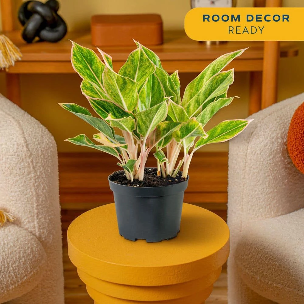 Aglaonema Creta Indoor Plant In 6 In. Grower Pot, Avg. Shipping Height 1-2 Ft. Tall 10 Aglaonema Creta Indoor Plant In 6 In. Grower Pot, Avg. Shipping Height 1-2 Ft. Tall - Image 8