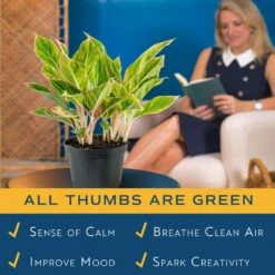 Aglaonema Creta Indoor Plant In 6 In. Grower Pot, Avg. Shipping Height 1-2 Ft. Tall 14 Aglaonema Creta Indoor Plant In 6 In. Grower Pot, Avg. Shipping Height 1-2 Ft. Tall -Home plant costa farms house plants m sav g pot 01 4f 1000