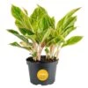 Aglaonema Creta Indoor Plant In 6 In. Grower Pot, Avg. Shipping Height 1-2 Ft. Tall 2 Aglaonema Creta Indoor Plant In 6 In. Grower Pot, Avg. Shipping Height 1-2 Ft. Tall -Home plant costa farms house plants m sav g pot 01 64 1000