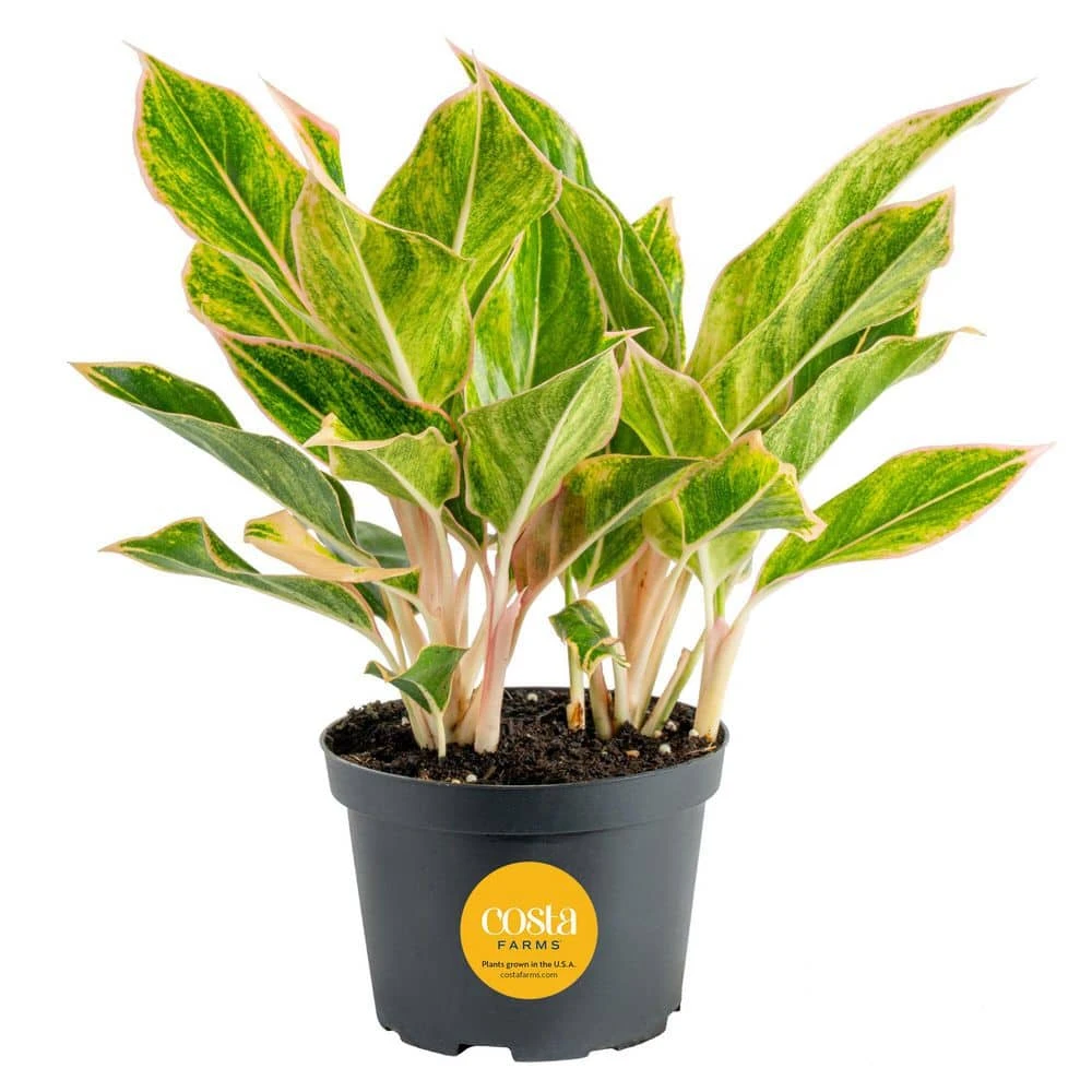Aglaonema Creta Indoor Plant In 6 In. Grower Pot, Avg. Shipping Height 1-2 Ft. Tall 3 Aglaonema Creta Indoor Plant In 6 In. Grower Pot, Avg. Shipping Height 1-2 Ft. Tall