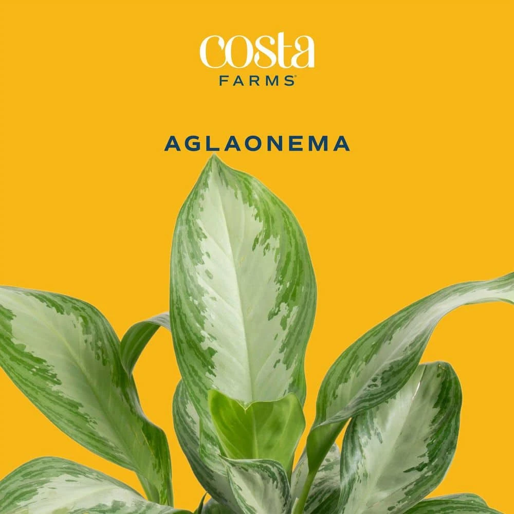 Aglaonema Creta Indoor Plant In 6 In. Grower Pot, Avg. Shipping Height 1-2 Ft. Tall 6 Aglaonema Creta Indoor Plant In 6 In. Grower Pot, Avg. Shipping Height 1-2 Ft. Tall - Image 4